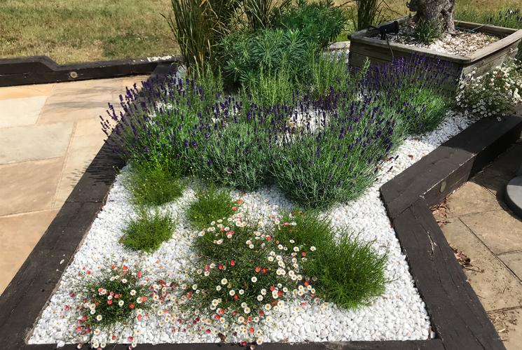 A sunny border re-design in Great Totham With this particular garden border redesign the client wanted to remove tired and overgrown plants from a border in a poor state of repair and refresh with mediterranean style planting